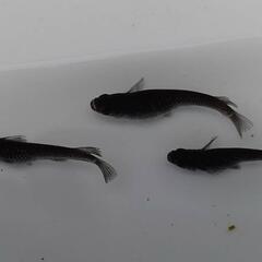めだか　ミッドナイトフリル　漆黒