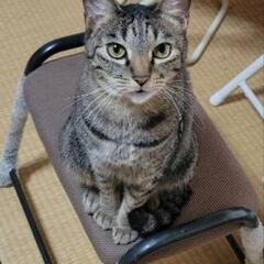 メス猫6歳！飼い主が亡くなってしまった為、里親急募！