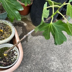 イチジク苗木をお譲りします。の画像
