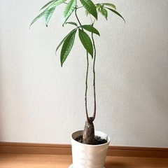 観葉植物