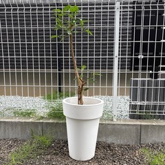 観葉植物　フランスゴムの木　鉢植え　インテリアグリーン