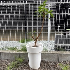 観葉植物　フランスゴムの木　鉢植え　インテリアグリーンの画像