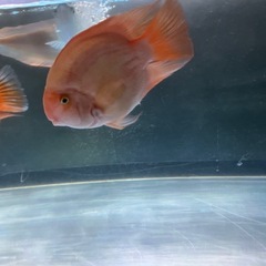熱帯魚　パロットファイヤーの画像