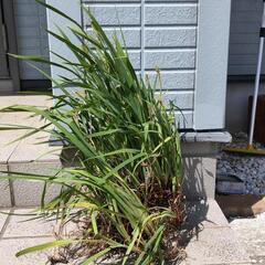 白花アイリスの株