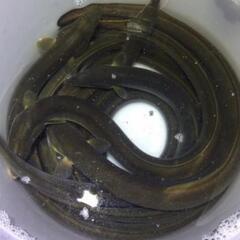 ④うなぎ釣り専門！　　　　　　　　　ラインオプチャ鰻遊会　　　　...
