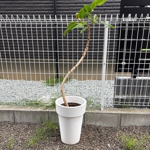 観葉植物　アルテシマ　鉢植え　インテリアグリーン