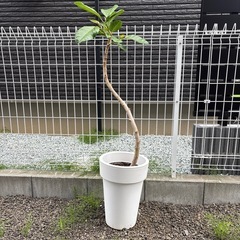 観葉植物　アルテシマ　鉢植え　インテリアグリーン