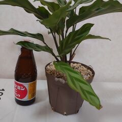 観葉植物　カラテア　