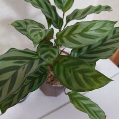観葉植物　カラテア　　鉢なしの画像