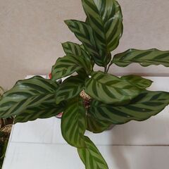 観葉植物　カラテア　　鉢なしの画像