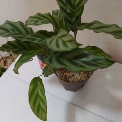 観葉植物　カラテア　　鉢なしの画像
