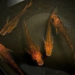 五式タイプR有精卵30個＋αの画像