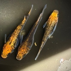 五式タイプR有精卵30個＋αの画像