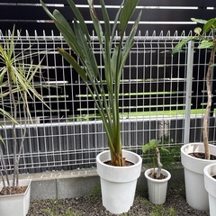 観葉植物　ストレリチア　鉢植え　インテリアグリーン　極楽鳥花