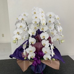 【最終価格】【お祝い】白い胡蝶蘭