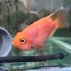 熱帯魚　パロットファイヤー　１匹の画像