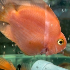 熱帯魚　パロットファイヤー　１匹の画像