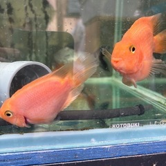 熱帯魚　パロットファイヤー　１匹の画像