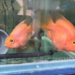 熱帯魚　パロットファイヤー　１匹の画像