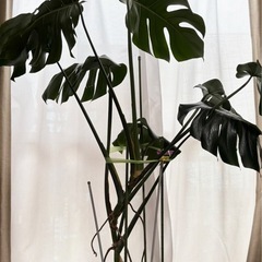 【受け渡し者様決定】モンステラ　125cm   0円　差し上げます