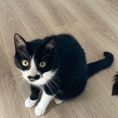 避妊済み 雌猫 2歳