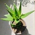 ランキングキーワードに紐づく投稿画像-多肉植物