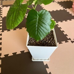 観葉植物　ウンベラータ②