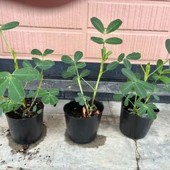 落花生おおまさりの苗　３つセット