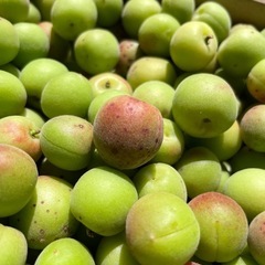 無農薬栽培　小梅　1kg