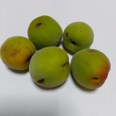南高梅〈訳あり品〉（1キロ350円）④