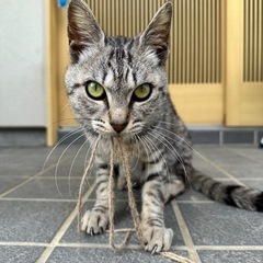 里親さん募集