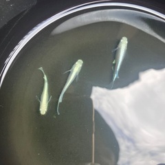 幹之めだか成魚 1ペア（オス1、メス2）フルボディメダカ