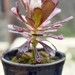 多肉植物 陶器鉢付き黒法師