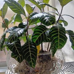 観葉植物ダニア　