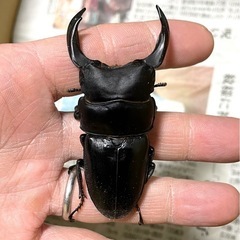 能勢SRオオクワガタペア