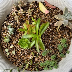 ドクダミや多肉植物の画像