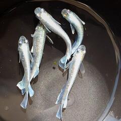 めだか　エメキン