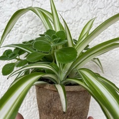 アロマティカス　オリヅルラン　寄せ植え
