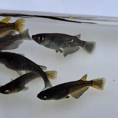 めだか／メダカ　ブラックダイヤの画像