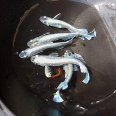 メダカ　エメキン