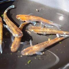 めだか　スーパー銀鱗