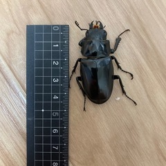 ギラファノコギリクワガタ　メス単品
