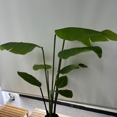 観葉植物(造花)