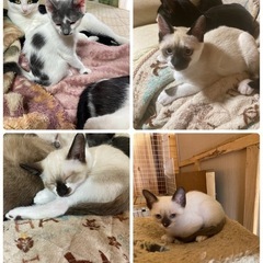 2〜3ヶ月の子猫たちです。