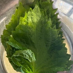 無農薬・無肥料　10枚入り　大葉　　
