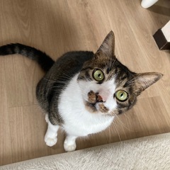 去勢済み 雄猫 4歳