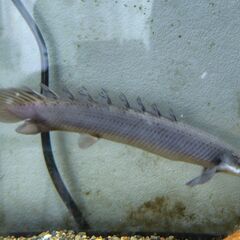 熱帯魚　ポリプテルス・セネガルス