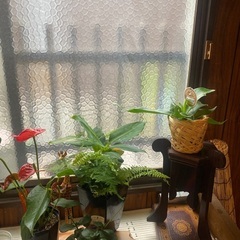 4点　植物セット
