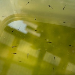 受付中🔴ブラックダイヤ メダカ針子25匹+α  オロチにラメが入っためだか の画像