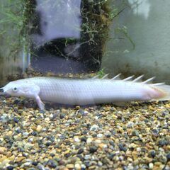 熱帯魚　ポリプテルス・セネガルス白
